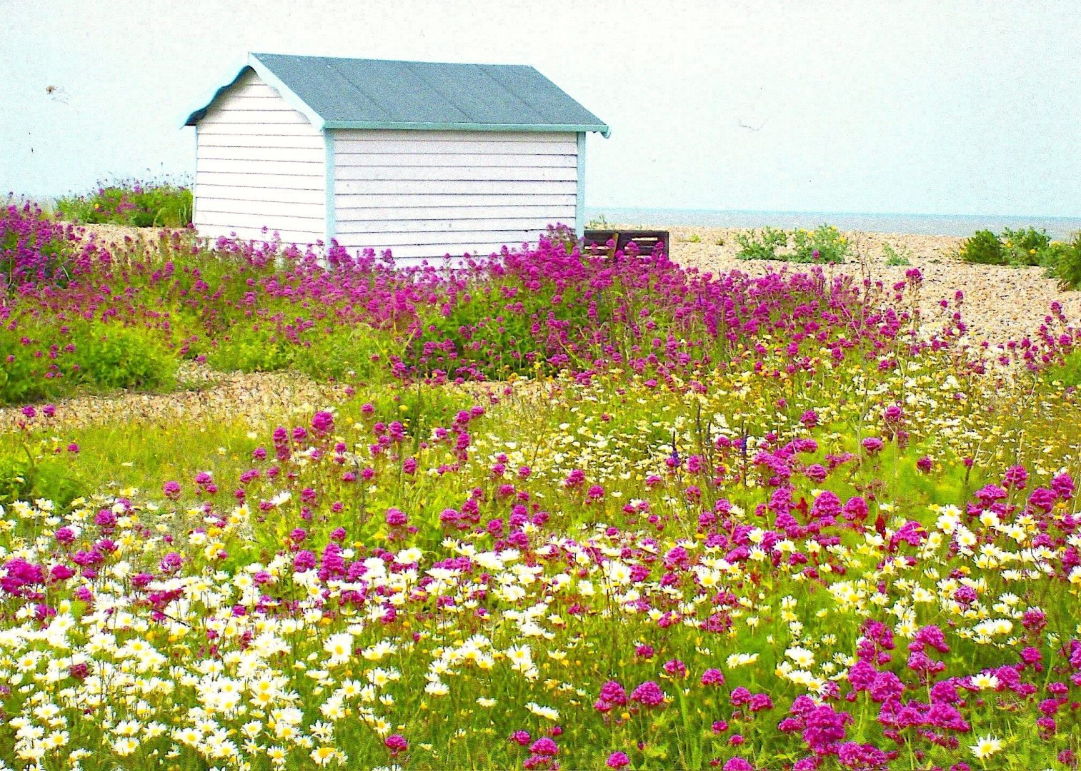Sea Rose Cottage image