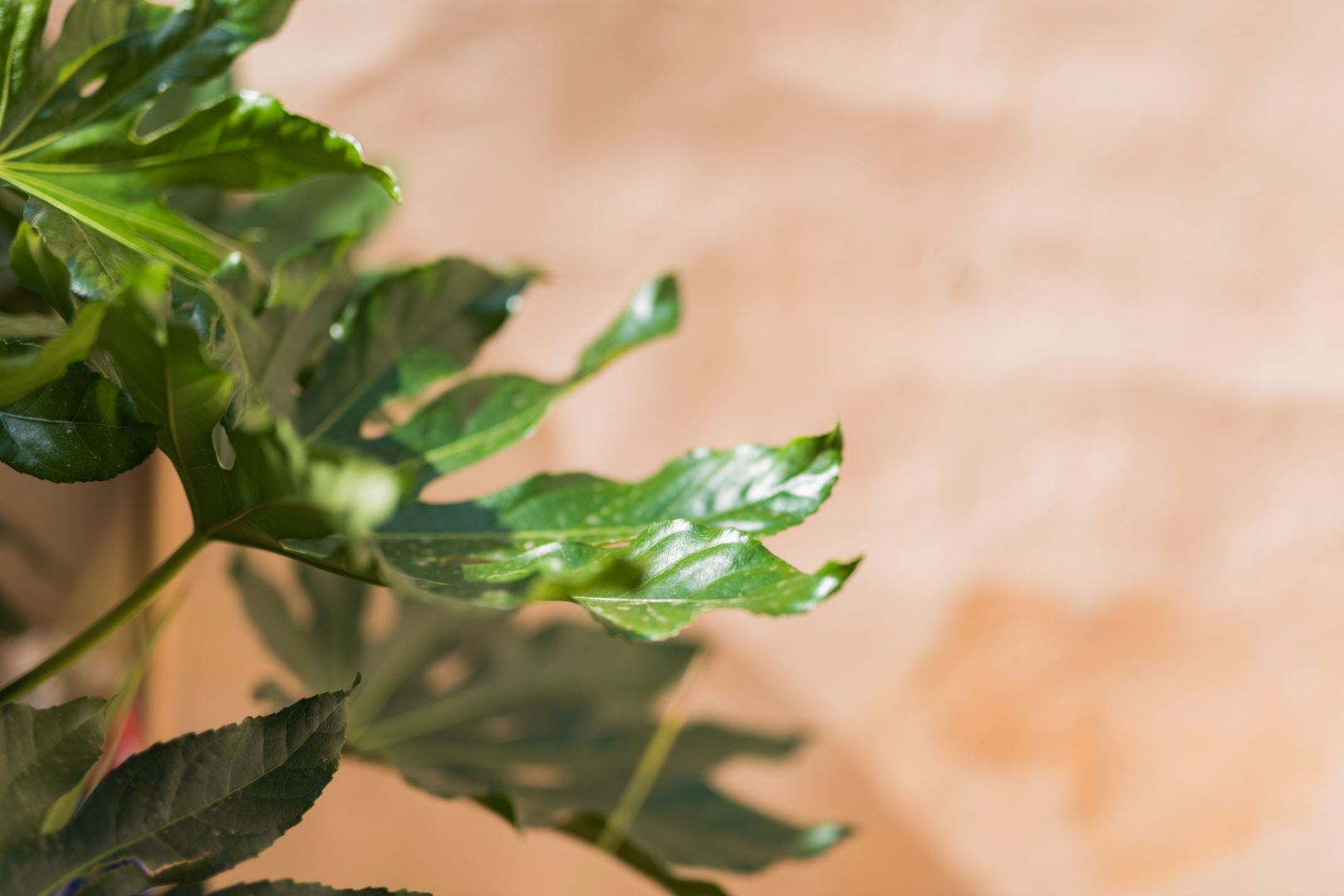 Cordyline Cottage image