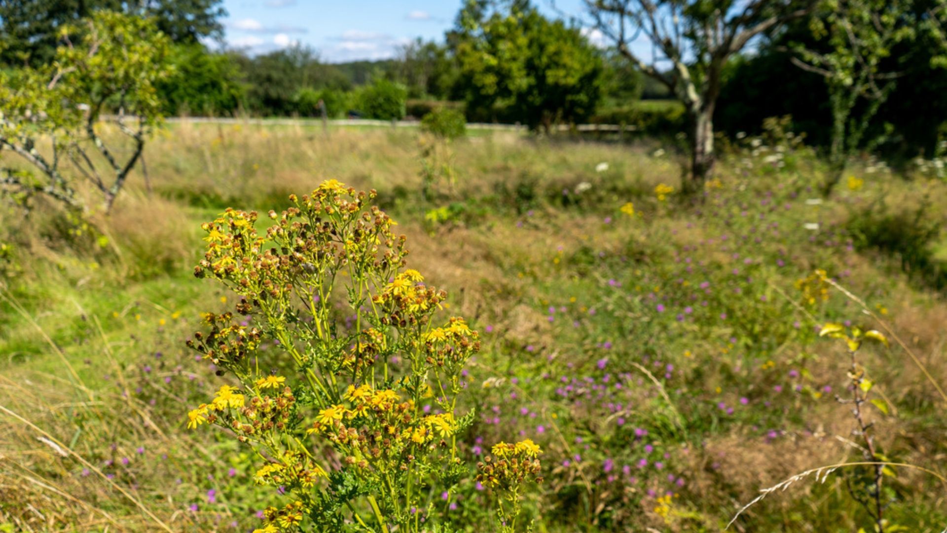 Lickfold Manor image