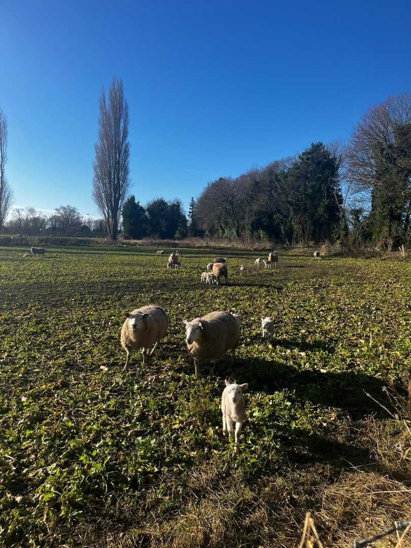 Poplar Farm House image