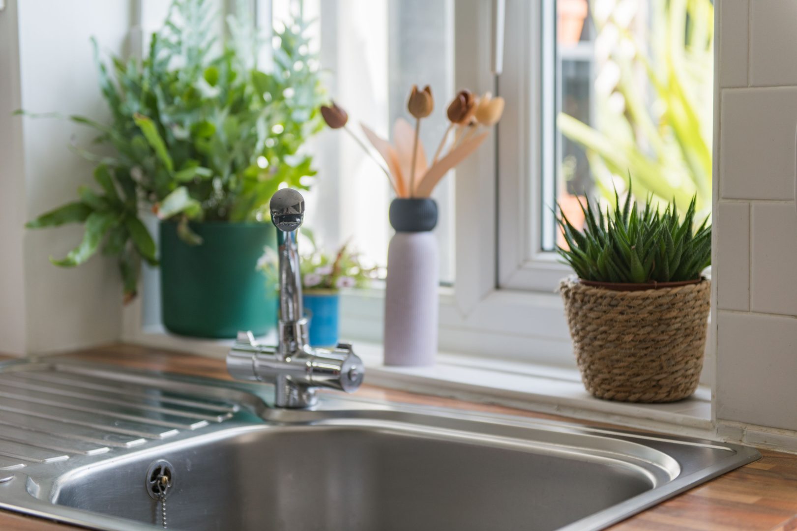 Cow and Cockle image