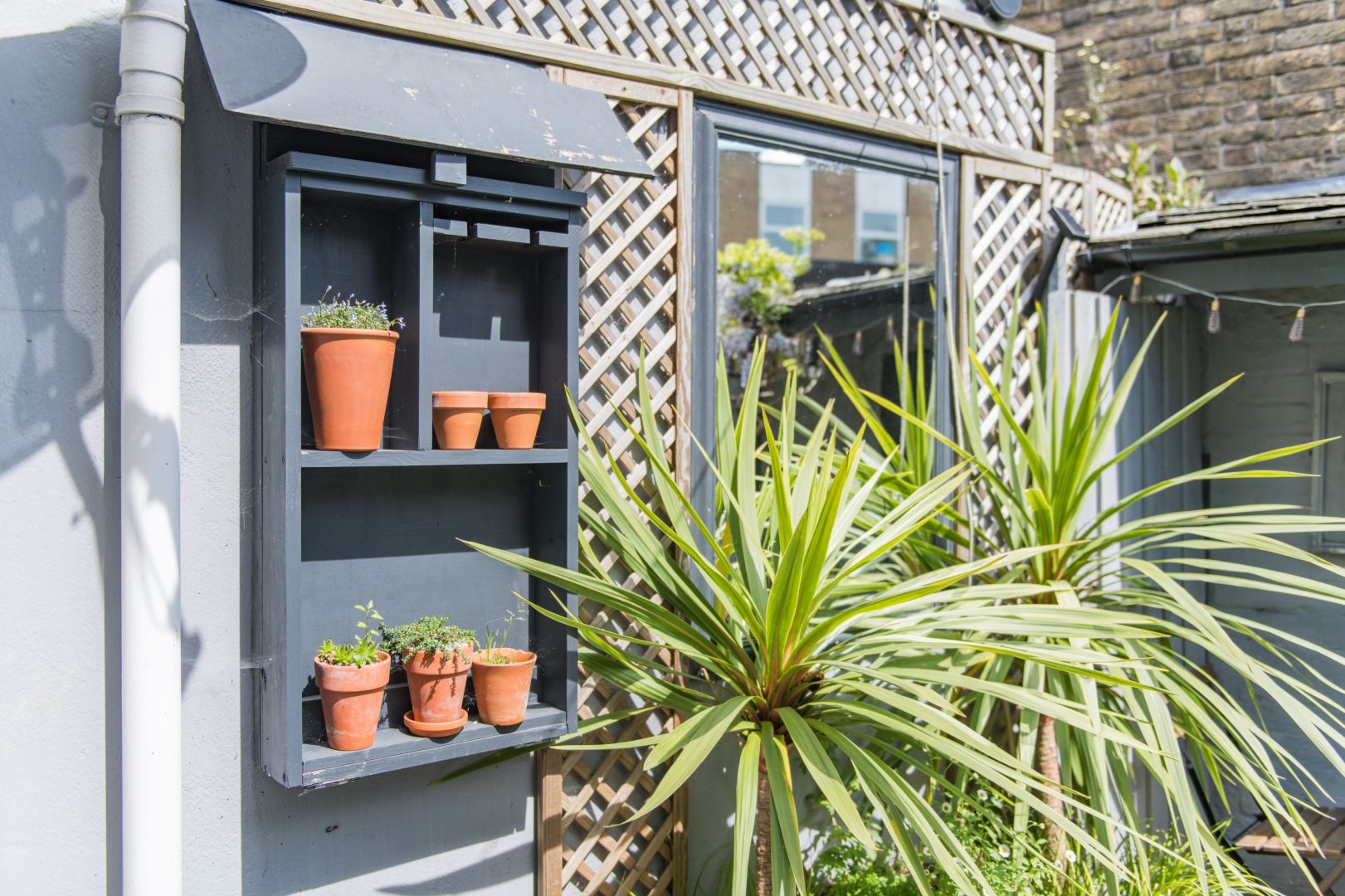 Cow and Cockle image