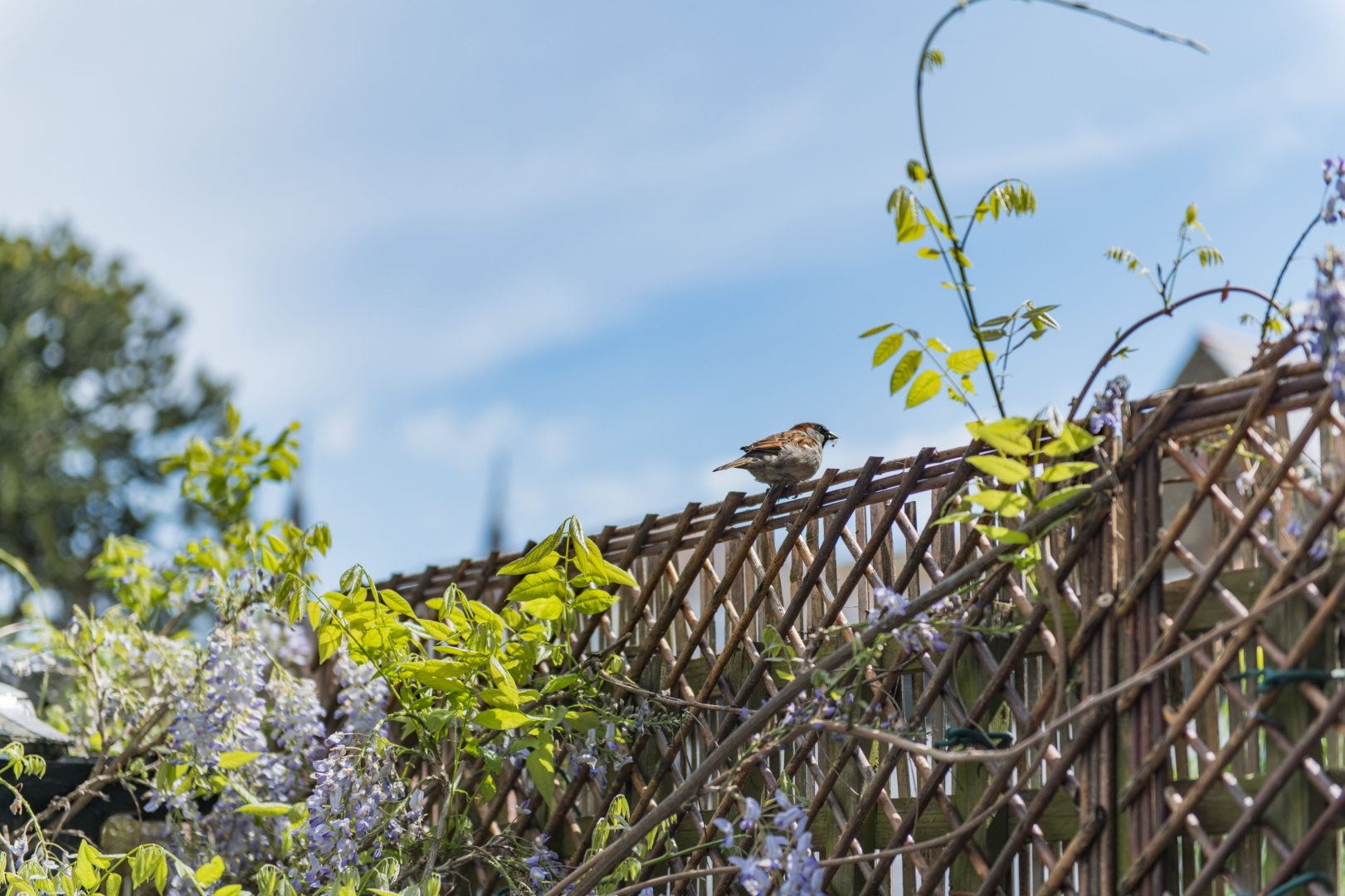 Cow and Cockle image