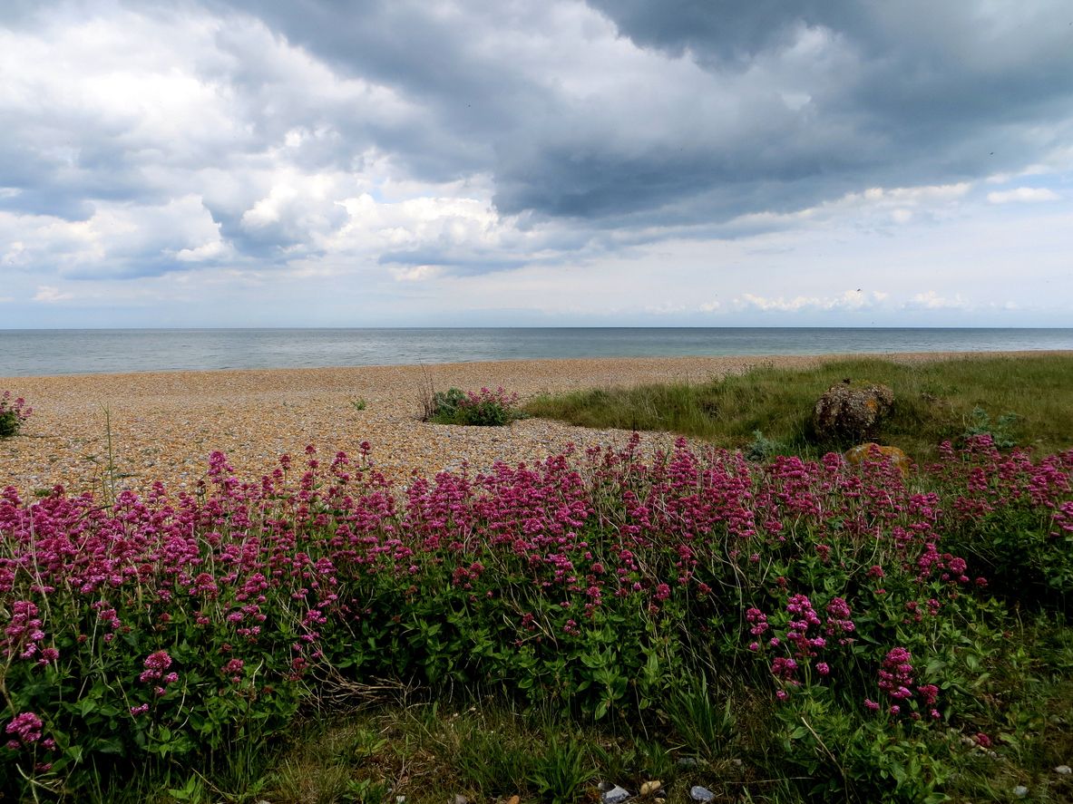 Sandwich beach, England Kent, magenta flowers in foreground and atmospheric sky.