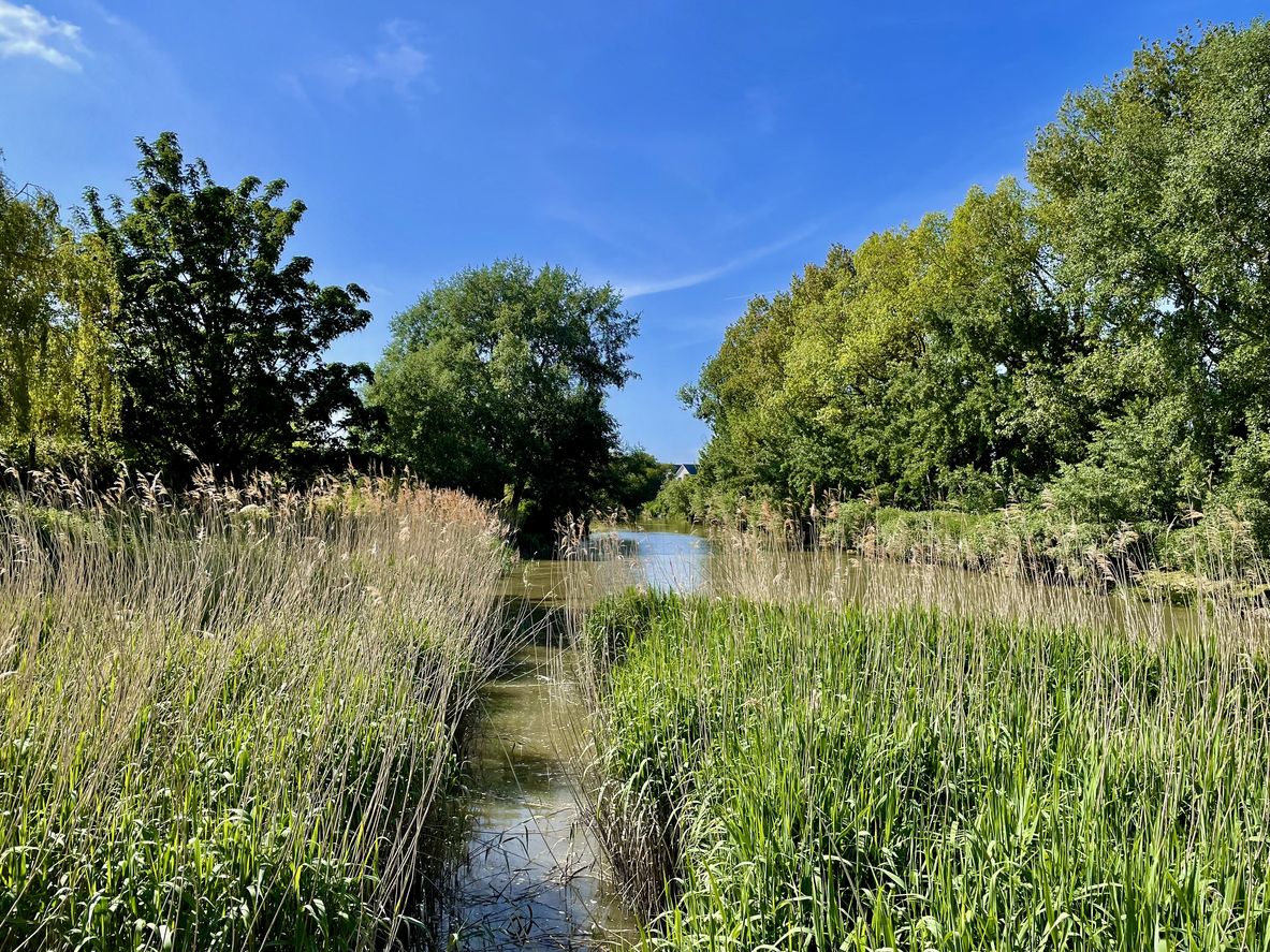 Pretty afternoon walk along the banks of the River Stour in Sandwich. The Stour flows into the North Sea at Pegwell Bay. Sandwich and Pegwell Bay is a 615-hectare (1,520-acre) National Nature Reserve in Kent, managed by the Kent Wildlife Trust. May 26, 2023.