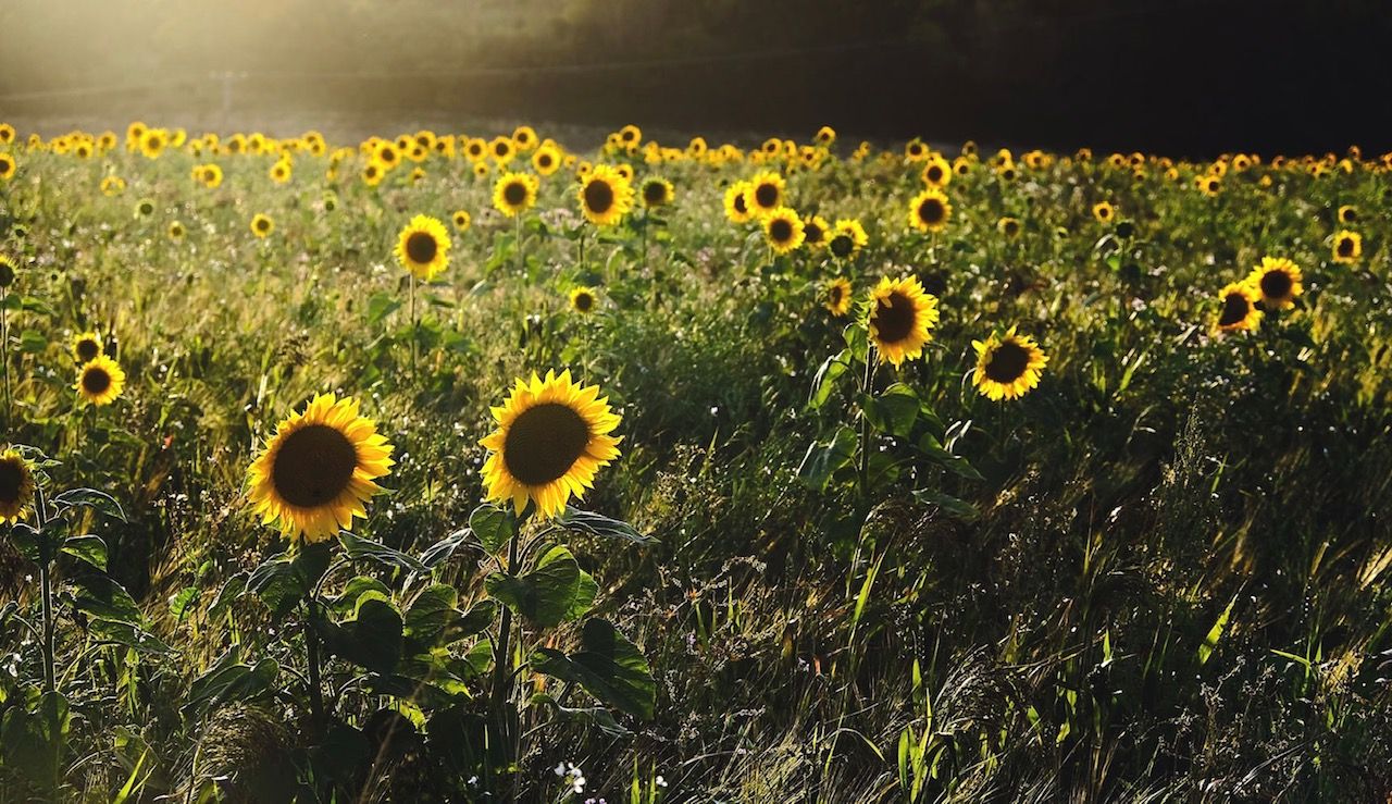 The Granary at Newage Farm image