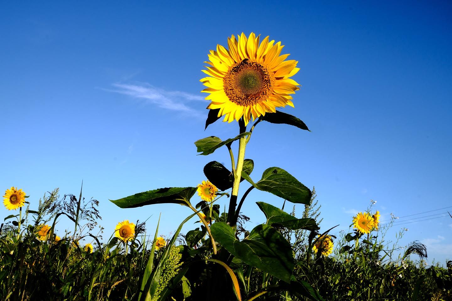 The Granary at Newage Farm image