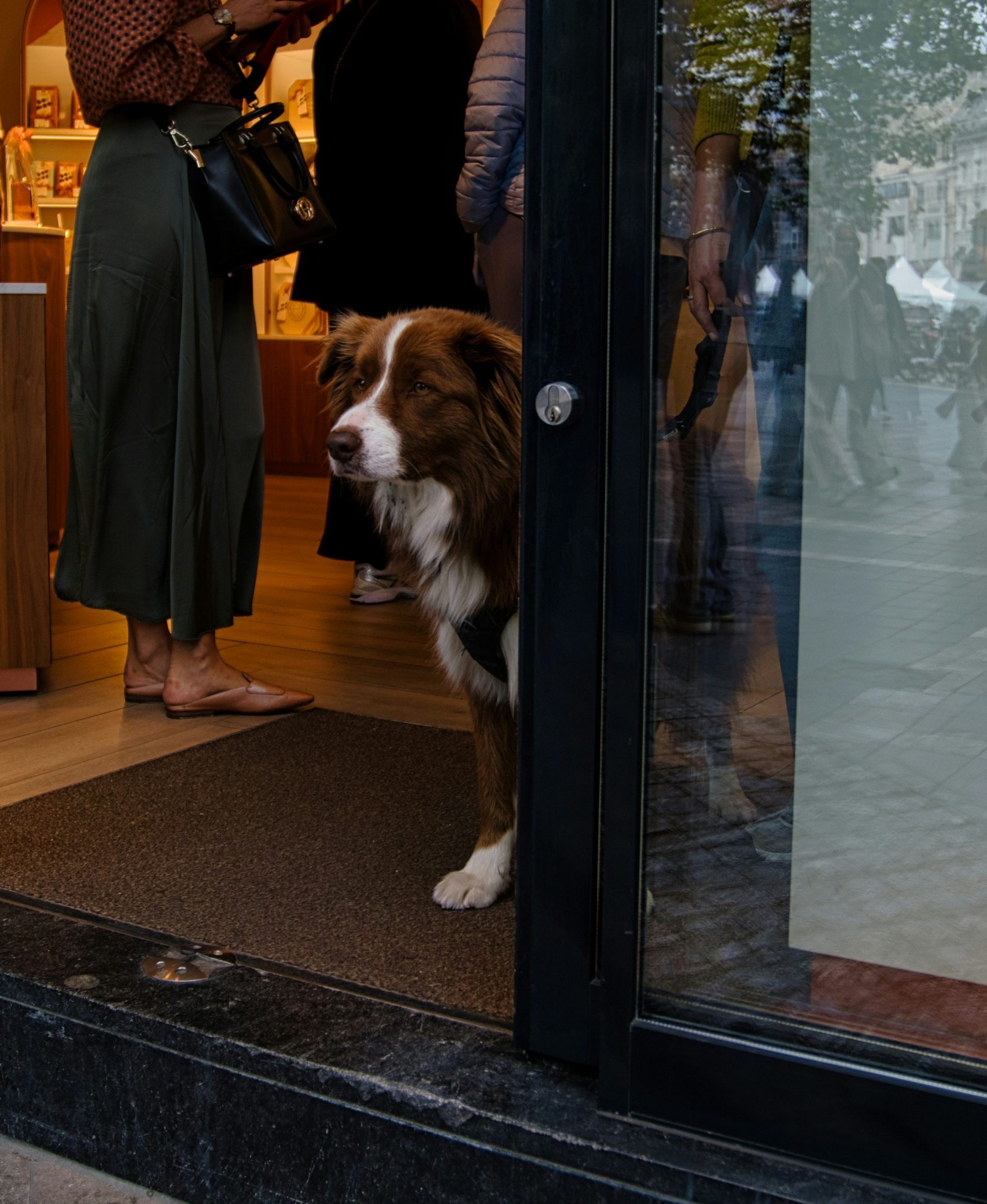 Dog Friendly days out in Kent