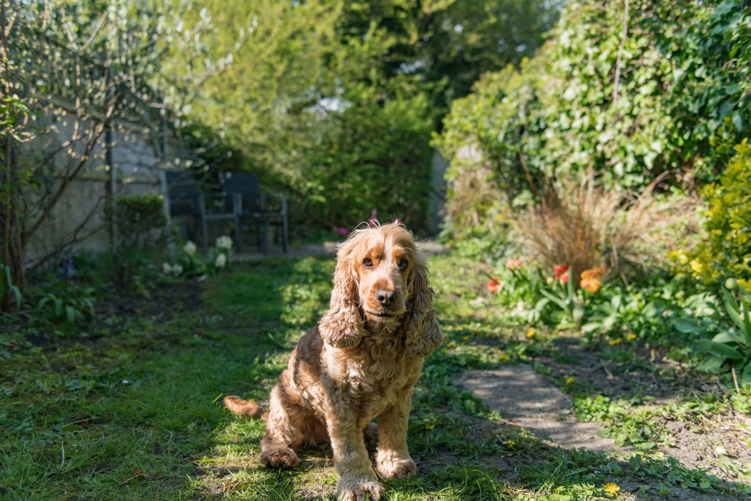 Dog Friendly Houses in Kent | Pet Friendly Holiday Cottages