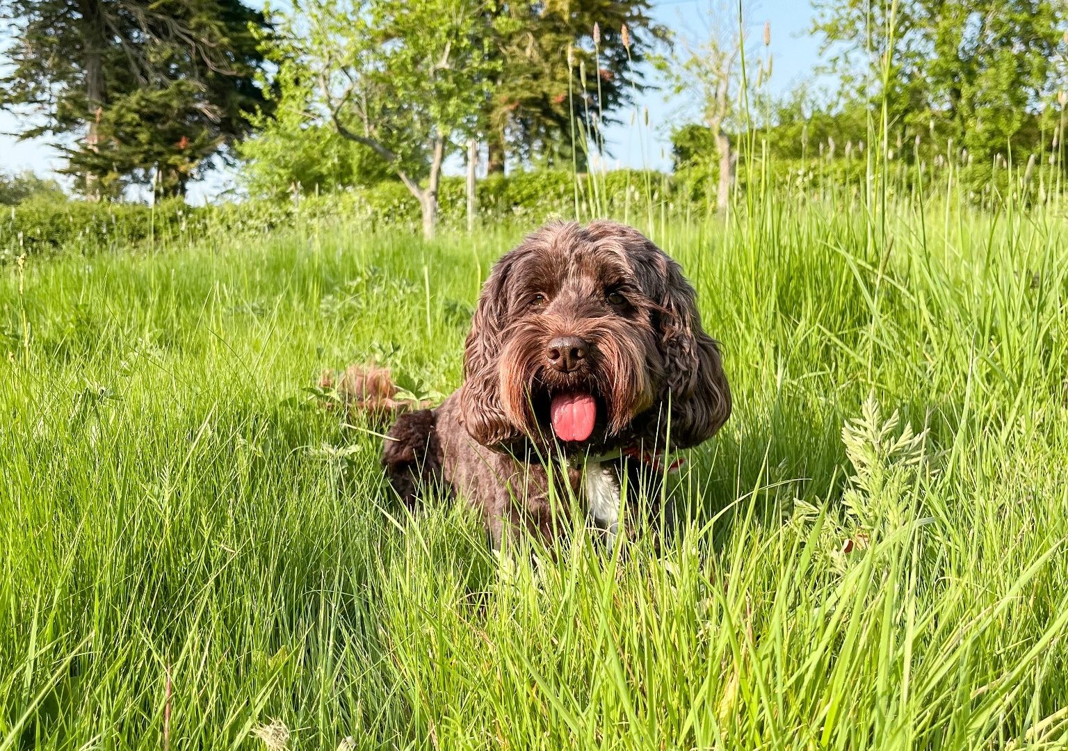 The Old Cherry Barn | Dog Friendly Holiday Cottages in Kent