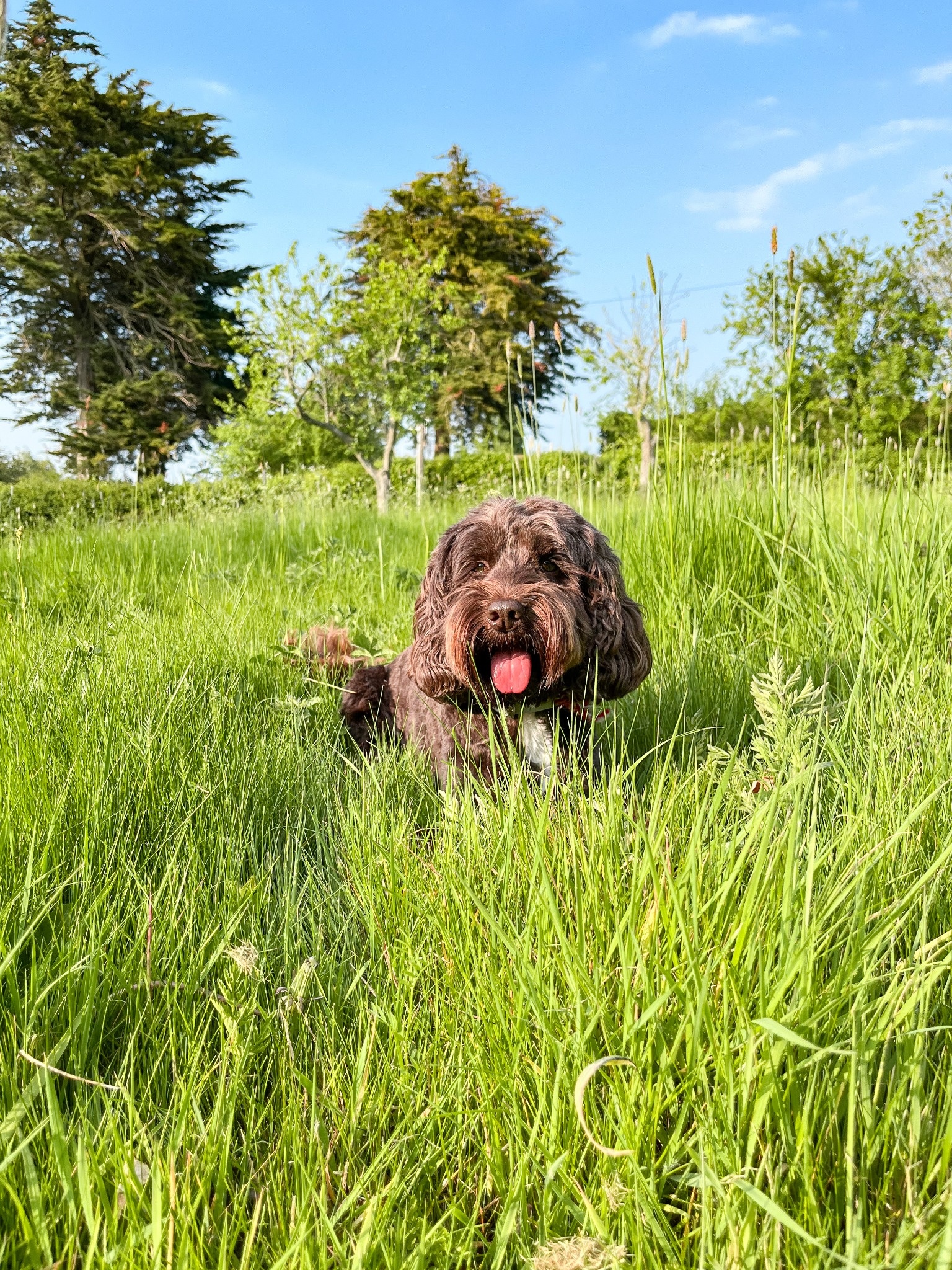 The Old Cherry Barn | Dog Friendly Holiday Cottages in Kent