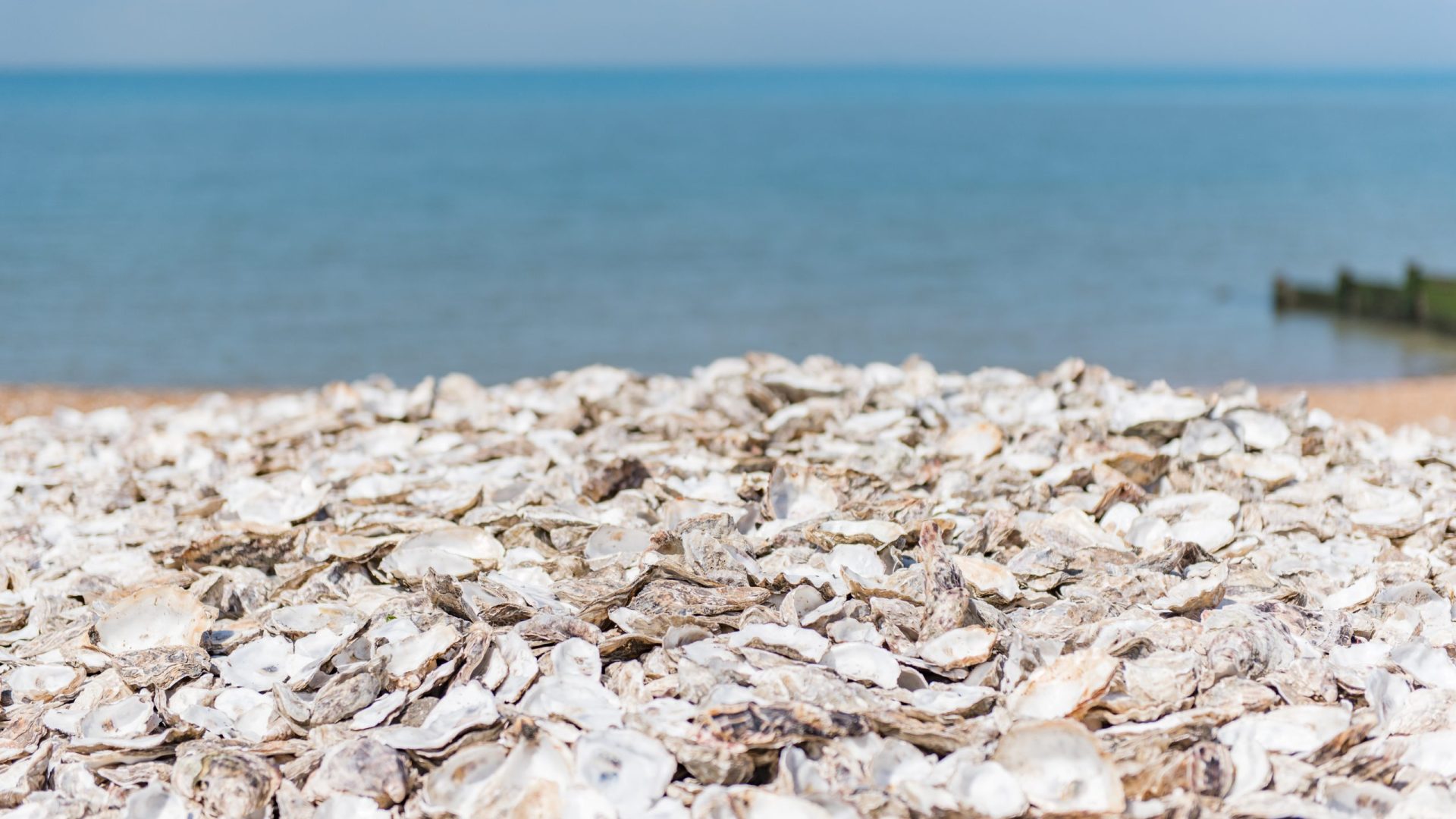 935E90E1-C1B5-432B-848A-8B9B18E73EFC-scaled