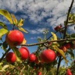 Apple-Crop_4085-©-Robin-Murrell-300x200
