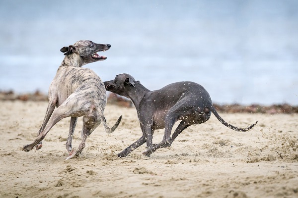 Two dogs on the beach