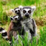 Wingham wildlife park