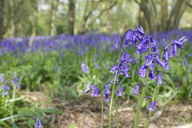 bluebells