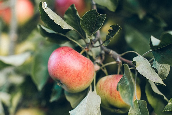 apple tree