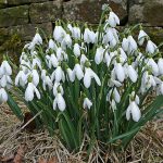 snowdrops