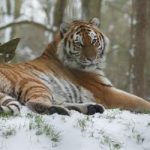 tiger in the snow