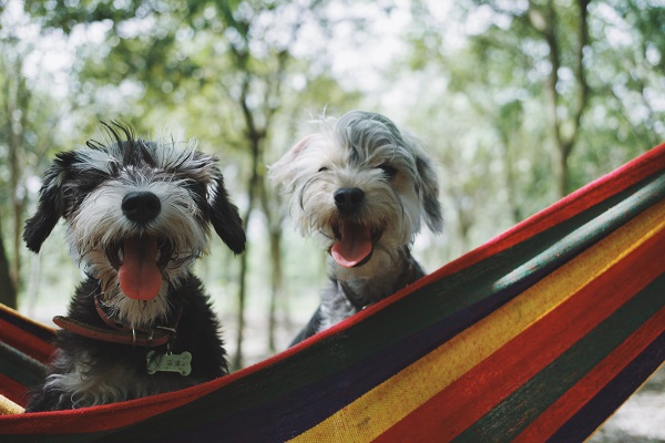 two-dogs-in-hammock