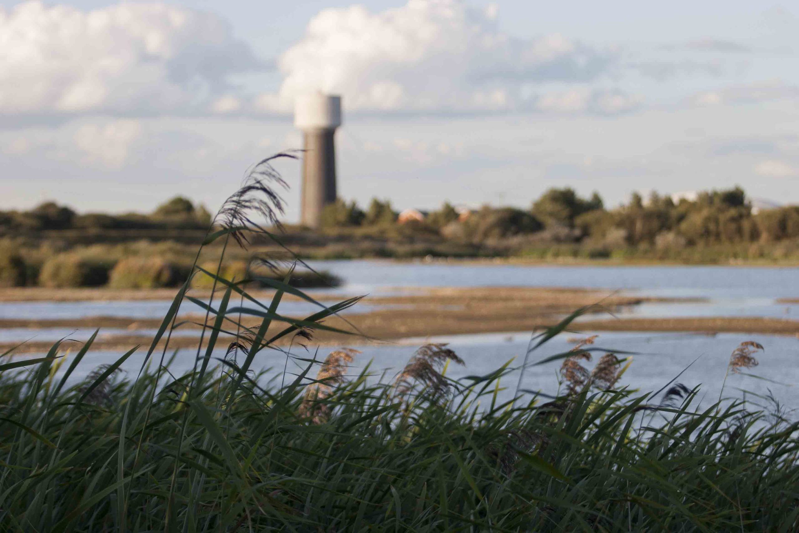Dungeness Nature Reserve, Kent | Things to do in Dungeness