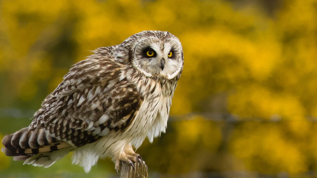 Owl, located within Sandwich Bay National Nature Reserve, the Sandwich Bay Bird Observatory Trust