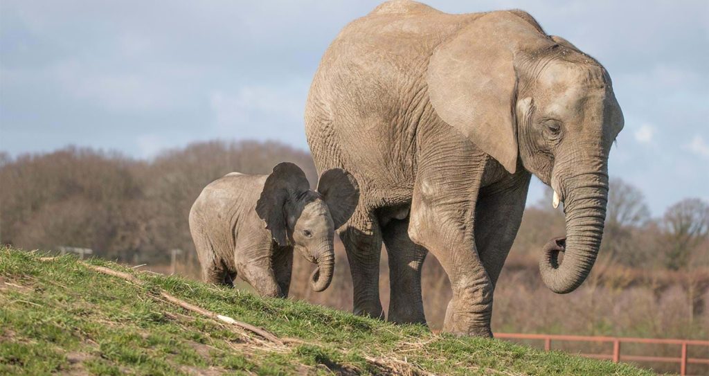 Howletts Wild Animal Park, Kent | Best Family Friendly Zoos in Kent