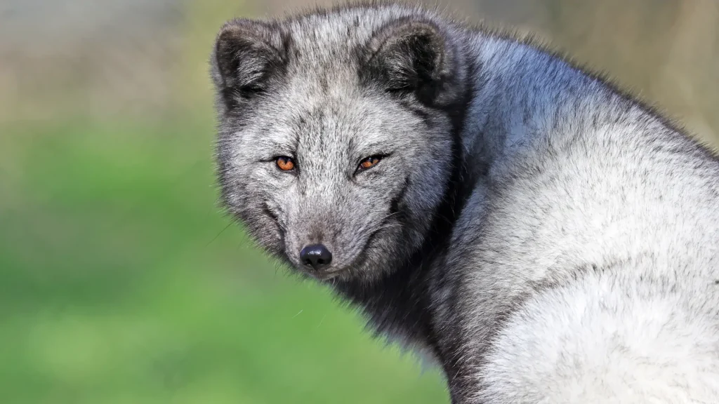 Wildwood, Kent | Family Days out in Kent