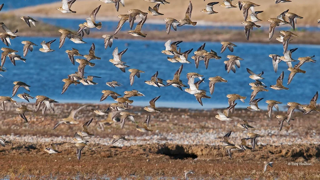 Visit Rye Harbour Nature Reserve in Kent | Things to do in Rye, Kent