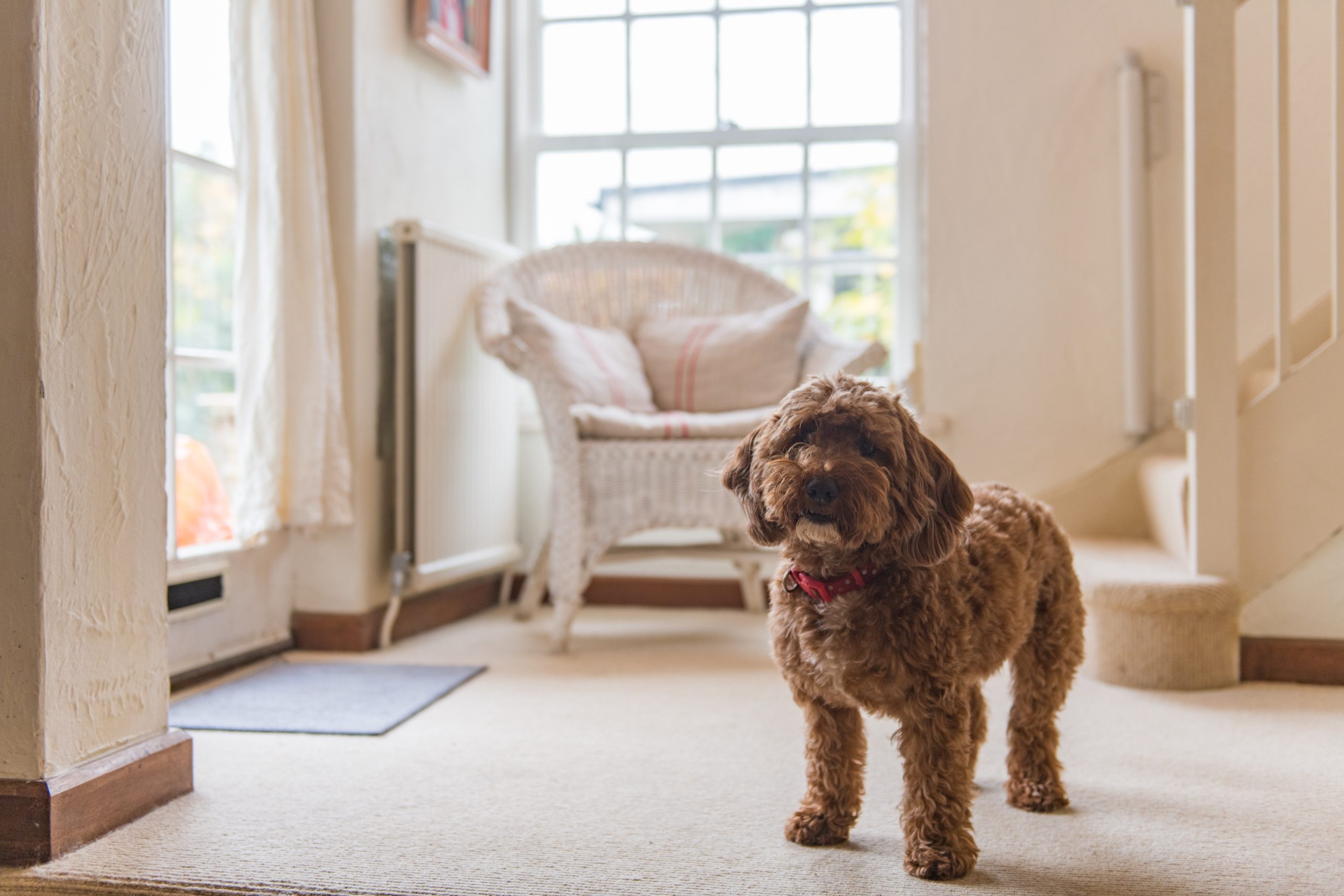 Little Chart, Deal | Dog Friendly Holiday Homes in Kent